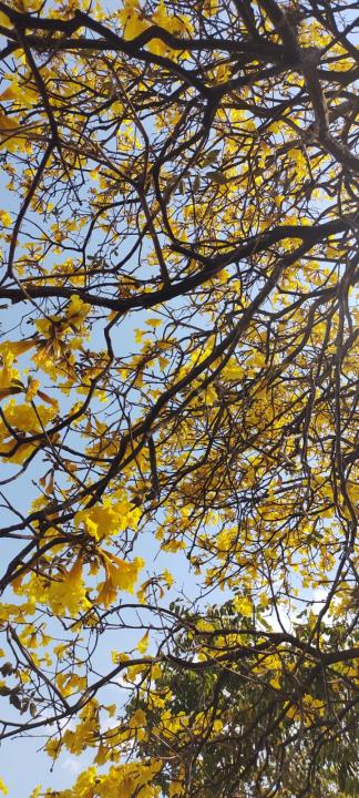 Foto 28 de 31 — Florada dos ipês dá novo colorido a Araraquara e internautas enviam fotos; veja